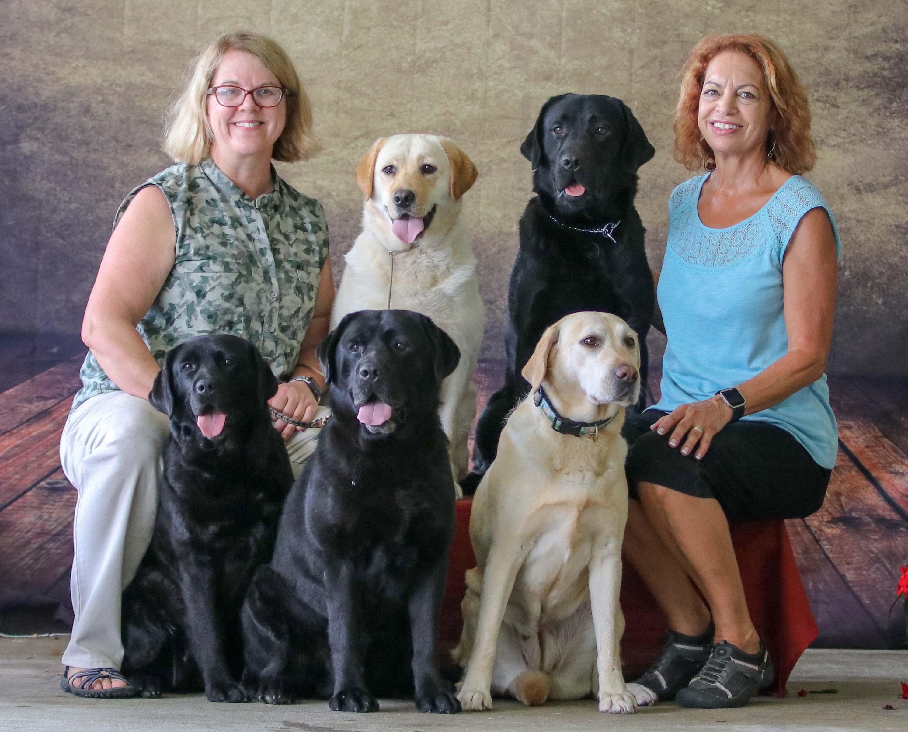 Sommit Labradors in Illinois | Labrador Retriever puppies | Good Dog