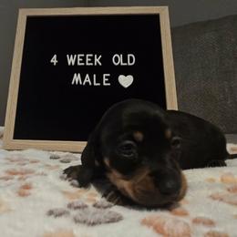 Dachshund Puppies from Blue Ridge Weenies