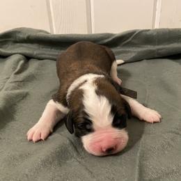 Black collar male - Red and white male Saint Bernard puppy in Albany, Georgia from Magnolia Saint Bernards