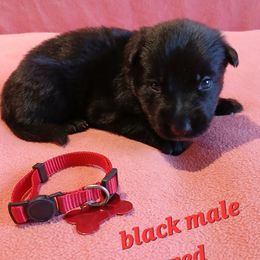 Red Collar Black Male - German Shepherd puppy from TiPi S Ranch's German Shepherds