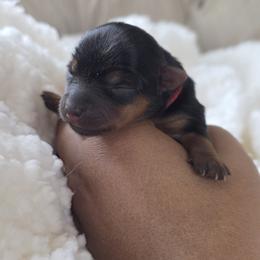 Lady Red - Black and tan female Yorkshire Terrier puppy in Lebanon, Ohio from Teacup Yorkies for Adoption Near Lebanon Ohio LLC