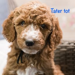 Tater Tot - Red  male Poodle puppy in Williamsburg, Ohio from Iaroli’s  Small Standard Poodles