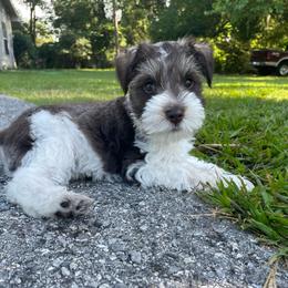 Woody - Parti male Miniature Schnauzer puppy in Anthony, Florida from Amanda Tragash