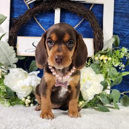 Alma - Brown white and tan female Beagle puppy in Pottersville, Missouri from Lovan's Spring Creek Kennel