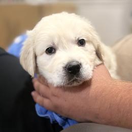 Woody - Light golden male Golden Retriever puppy in Lincoln, California from Roberts Golden Retrievers