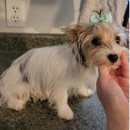 YM Yorkies Parti Millie - Parti female Yorkshire Terrier puppy in Lakeland, Florida from You Me & The Yorkies
