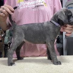 Blue Brindle F - Blue female Mountain Cur puppy in Georgetown, Ohio from Walnut Ridge Mountain Curs