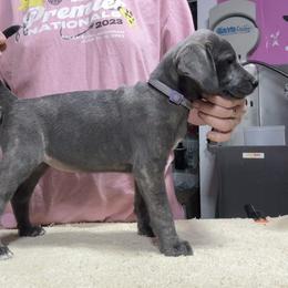 Blue Brindle F - Blue female Mountain Cur puppy in Georgetown, Ohio from Walnut Ridge Mountain Curs