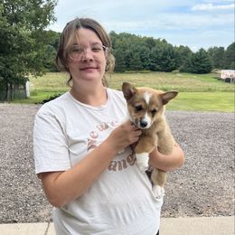 Calla- Sable Female - Sable and white female American Corgi puppy in Chippewa Falls, Wisconsin from Dazie Lou’s Corgis