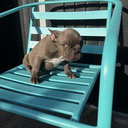 French Bulldog Puppies from Love Bundles