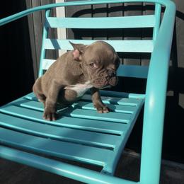 French Bulldog Puppies from Love Bundles