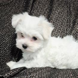 Chanel - White female Maltese puppy in Austin, Texas from Austin Maltese Babies