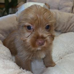 DASH - Chocolate, tan and white male Yorkshire Terrier puppy in Eastpointe, Michigan from TLC Kennels TenderLittleCuties