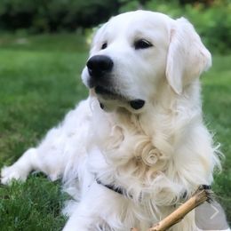 Mikey - Golden Retriever