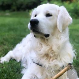 Mikey - Golden Retriever