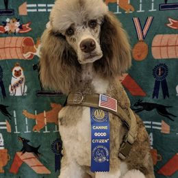 Clyde - Poodle