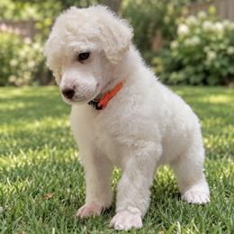 (Cross) Orange Collar Male - White male Poodle puppy in Screven, Georgia from Dreamland Standard Poodles