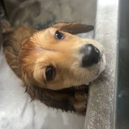 Dachshund Puppies from Zacha’s Doxie House