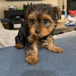 Brown Boy - Black and gold male Yorkshire Terrier puppy in North Las Vegas, Nevada from KD's Yorkshire Terriers