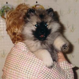 Keeshonden from Markwright Keeshond