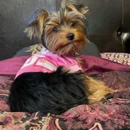 Yorkshire Terriers from 317YORKIES