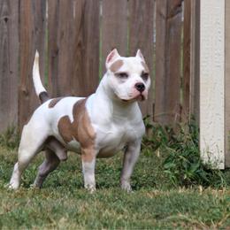 Orbit - American Bully
