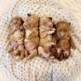 Goldendoodle puppies from Glittering Grace Goldendoodles
