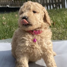 Goldendoodles from Yemeila's Goldendoodles