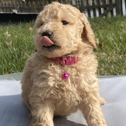 Goldendoodles from Yemeila's Goldendoodles