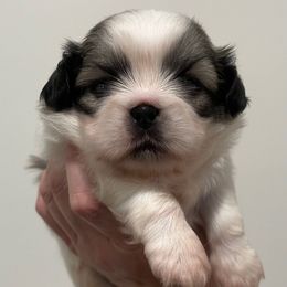 GUS Full AKC - White male Pekingese puppy in Pennsylvania from Triple I Pekes