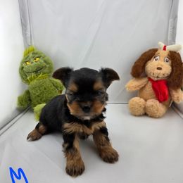 Moose - Black and gold male Yorkshire Terrier puppy in Hickory, Pennsylvania from Happy Tails Farms