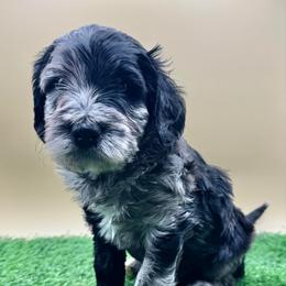 Indigo - Merle male Goldendoodle puppy in Hendersonville, North Carolina from Kim's Cove Dog Co.