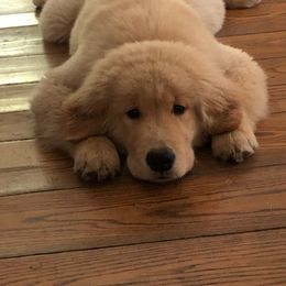 Golden Retriever Puppies from Davis Pond Goldens