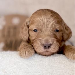 Tango - Red  male Goldendoodle puppy in Boise, Idaho from Goldendoodle Baby