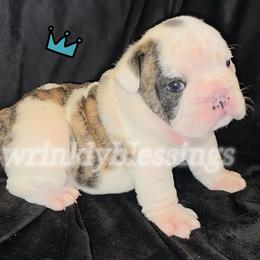 Ace - Red brindle and white male Bulldog puppy in Granville, Iowa from Wrinkly Blessings English Bulldogs