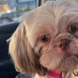 Assorted Doodle Crosses, Aussiedoodles, Australian Shepherds, Long Haired Weimaraners, Shihpoos, and Shih Tzus from Rockiń N Kennel