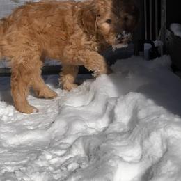 Goldendoodle Puppies from Dani’s Doodles