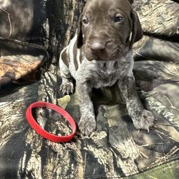 Red Boy - Liver roan male German Shorthaired Pointer puppy in Dearborn, Missouri from Hardwood Kennels