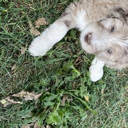 Lilly - Aussiedoodle puppy in Iowa from Simon's Doodles