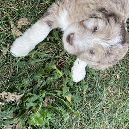 Lilly - Aussiedoodle puppy in Iowa from Simon's Doodles