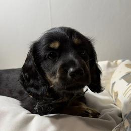 Dachshunds from Weinerville