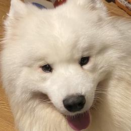 Samoyeds from O’blako Samoyeds