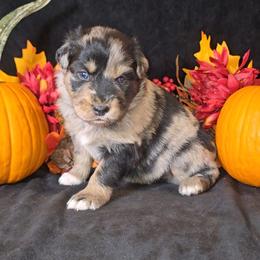 Blue Merle Male - Blue merle male Australian Shepherd puppy in Crossville, Alabama from Bluff View Aussies