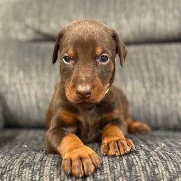 Yellow Collar - Red and rust male Doberman Pinscher puppy in Lake City, Florida from Paintedcrazy Doberman Pinchers