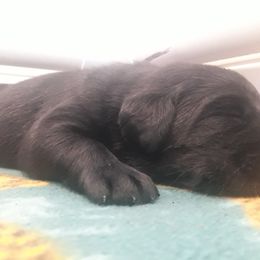 Labrador Retriever Puppies from Fetching Labrador Retrievers