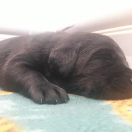 Labrador Retriever Puppies from Fetching Labrador Retrievers