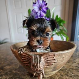 Rosaline aka Rosie - Black and tan female Yorkshire Terrier puppy in Moses Lake, Washington from Harmony Hills Yorkies