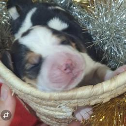 Misletoe(Green) - Black brown and white male Basset Hound puppy in Carbondale, Kansas from Dream Weavers Basset Hounds