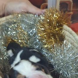 Misletoe(Green) - Black brown and white male Basset Hound puppy in Carbondale, Kansas from Dream Weavers Basset Hounds