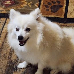 Suzy - American Eskimo Dog